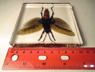 punctatus_4.jpg (305313 bytes)