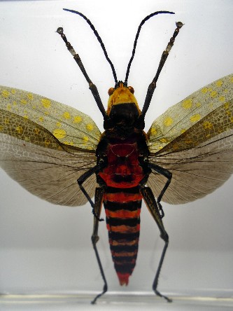 punctatus_17.jpg (314053 bytes)