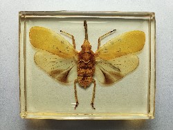 PYROPS CYANIROSTRIS. Real insect embedded in clear casting resin.