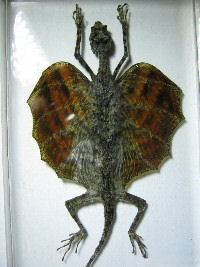 FLYING DRAGON DRACO VOLANS