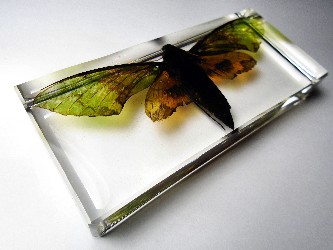 euchloron_4.jpg (593682 bytes)