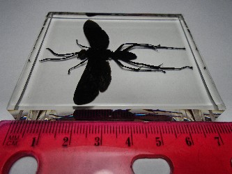 hemipepsis_4.jpg (2172878 bytes)