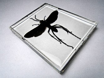 hemipepsis_5.jpg (2780969 bytes)