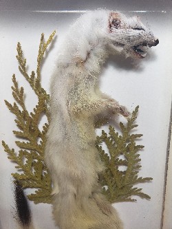STOAT ( MUSTELA ERMINEA )