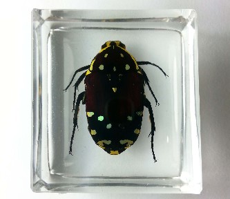 EUCHROEA HISTRIONICA BEETLE EMBEDDED IN RESIN