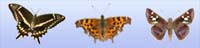 Butterflies of America