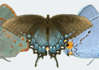 Butterflies and Moths of North America