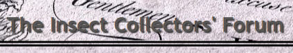 The insect collectors forum