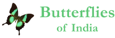 Butterflies of India
