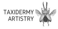 Insect artistry