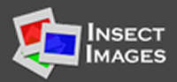 Insect images database