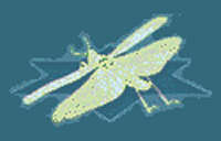 The Entomological Society of Israel