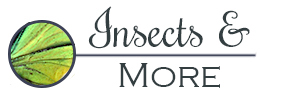 Insects and more