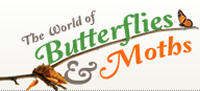 The world of butterflies & moths