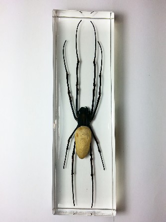 NEPHILA VITIANA. Real Orb-weaver spider embedded in casting resin.