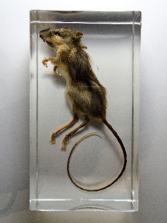 PEROMYSCUS MANICULATUS CASTING