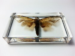 POLYPTYCHUS AFFINIS MOTH EMBEDDED IN CLEAR CASTING RESIN