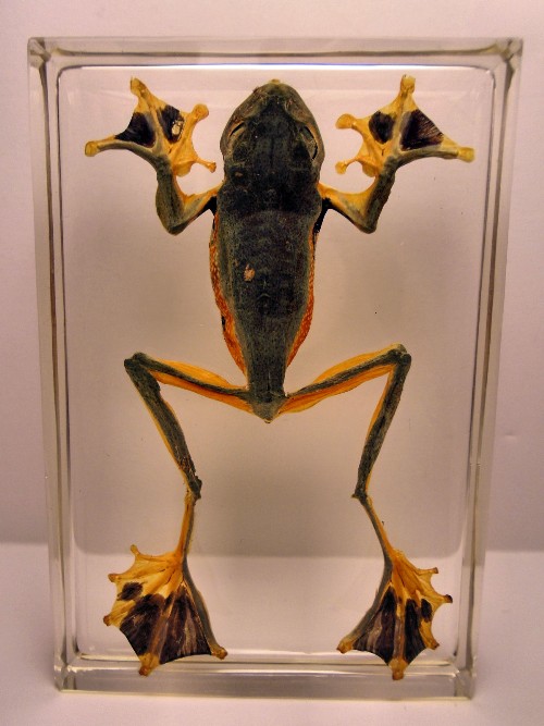 reinwardti_0.jpg (273118 bytes)