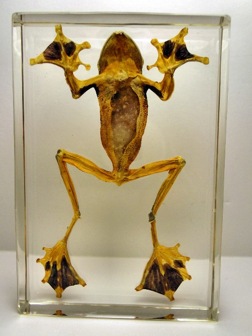 reinwardti_1.jpg (312914 bytes)