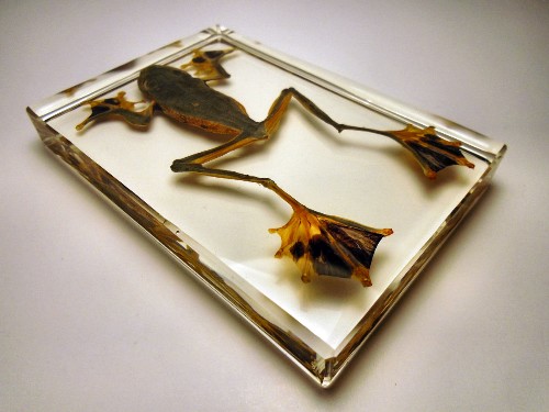 reinwardti_6.jpg (186405 bytes)