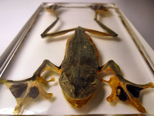 reinwardti_8.jpg (170350 bytes)