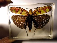 regalis13.jpg (162137 bytes)