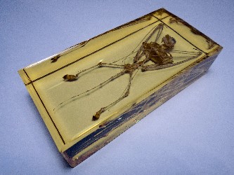 KERIVOULA PICTA