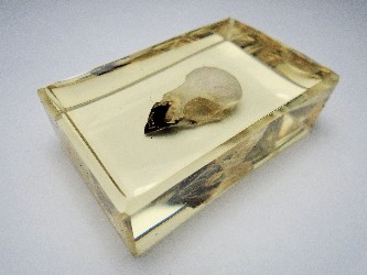 SCALY- BREASTED MUNIA SKULL