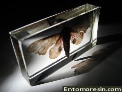 poplar_sphinx4.JPG (124880 bytes)