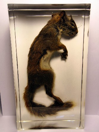 TAMIASCIURUS HUDSONICUS