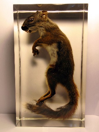 squirrel_03.jpg (196015 bytes)