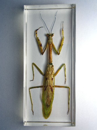 Stagmatoptera Flavipennis praying mantis