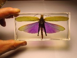 albipes0.jpg (120344 bytes)