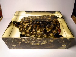 trachemys_8.jpg (200744 bytes)