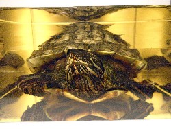 trachemys_10.jpg (352083 bytes)
