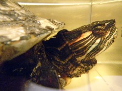 trachemys_12.jpg (260050 bytes)