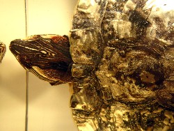 trachemys_15.jpg (309453 bytes)