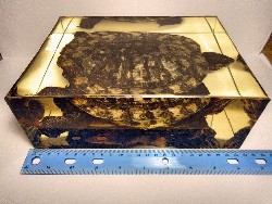 trachemys_19.jpg (328892 bytes)