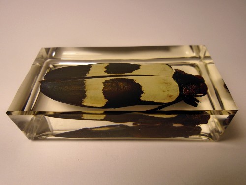 chrysochroa_0.jpg (143581 bytes)