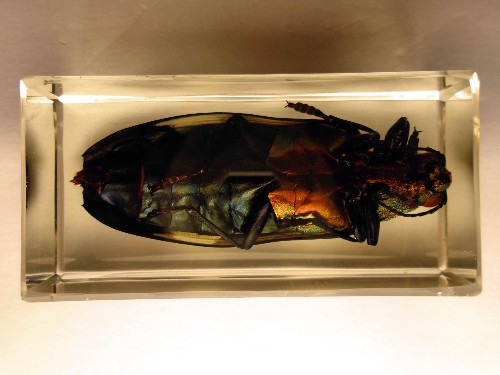 chrysochroa_9.jpg (160394 bytes)