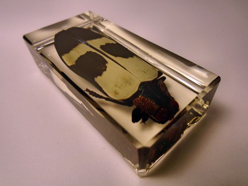 chrysochroa_1.jpg (153024 bytes)