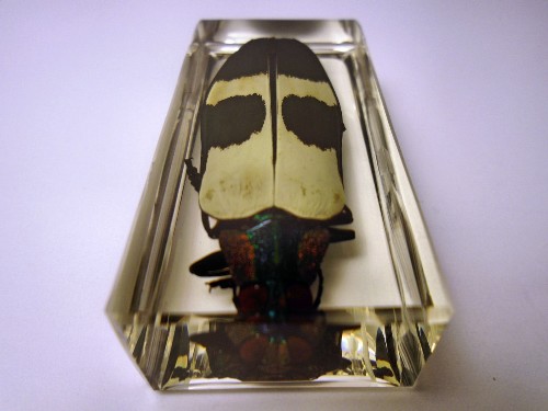 chrysochroa_2.jpg (161234 bytes)