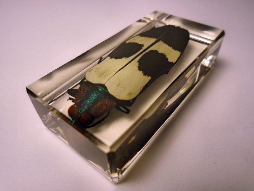 chrysochroa_3.jpg (157325 bytes)