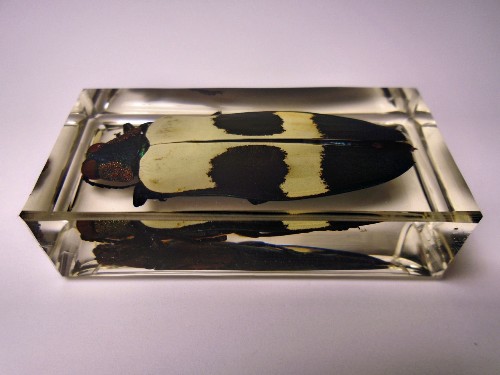 chrysochroa_4.jpg (161082 bytes)