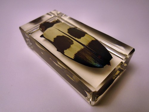 chrysochroa_5.jpg (153173 bytes)