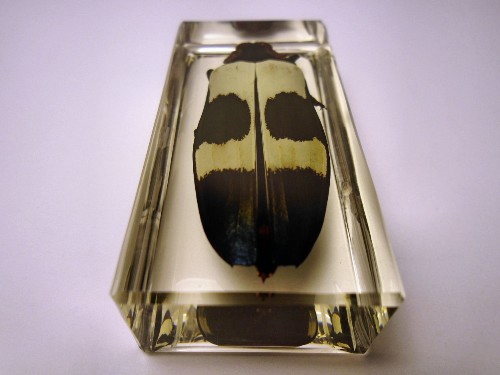 chrysochroa_6.jpg (152285 bytes)