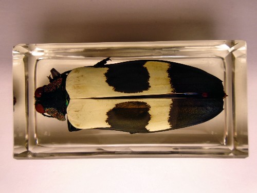 chrysochroa_7.jpg (162203 bytes)