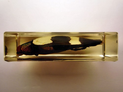 chrysochroa_8.jpg (128014 bytes)