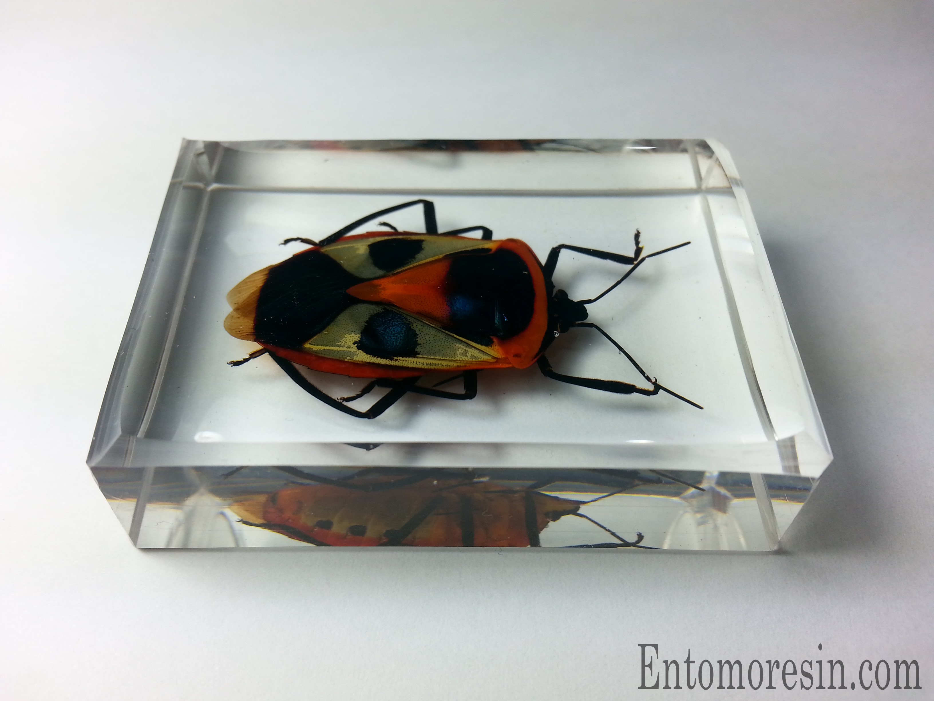 CATACANTHUS PUNCTUS RESIN ENCAPSULATION