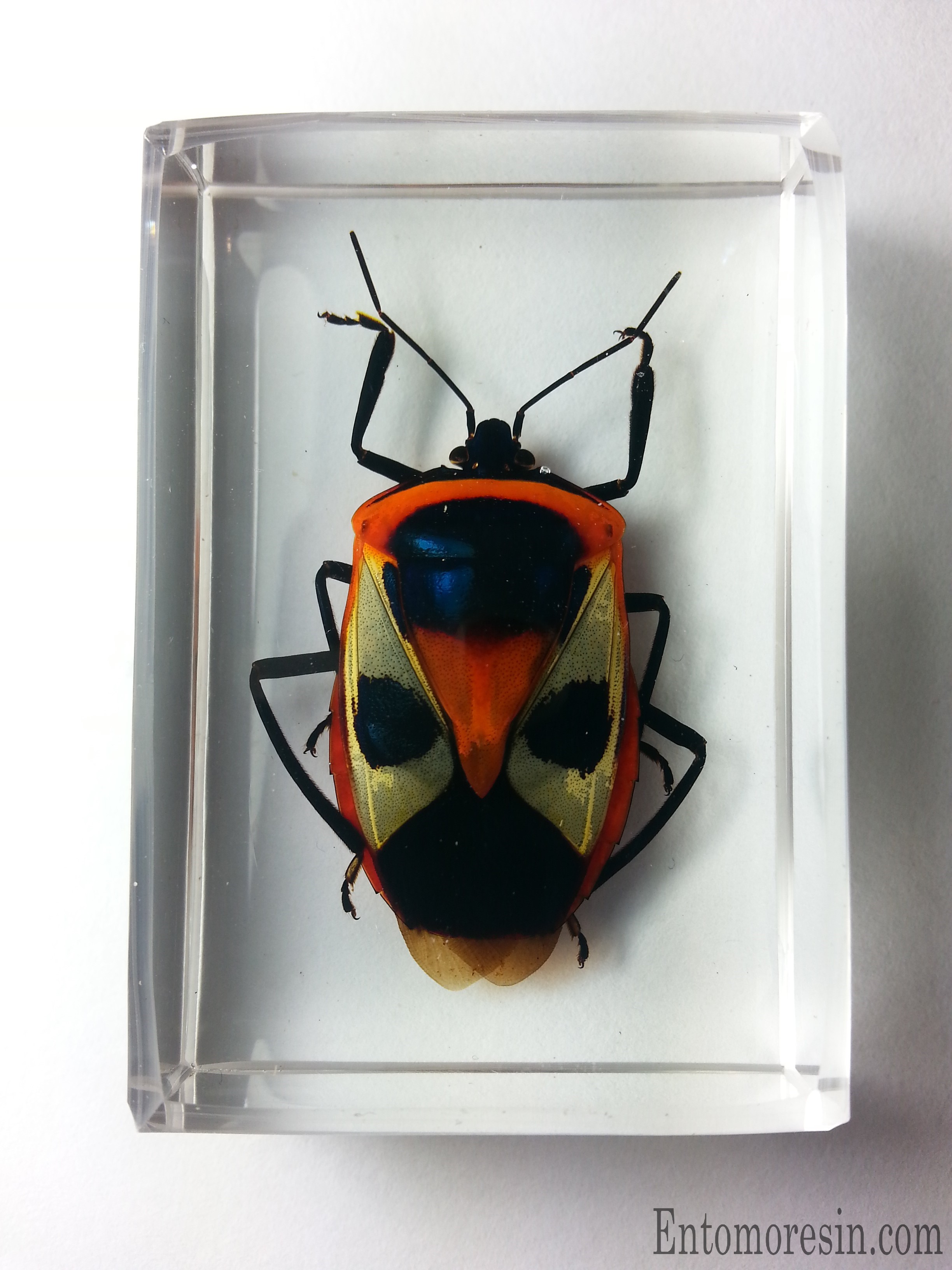 CATACANTHUS PUNCTUS RESIN ENCAPSULATION